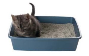 kitty_litter