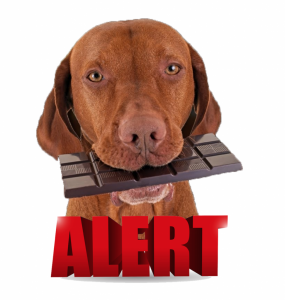 dog-with-chocolate-toxicity